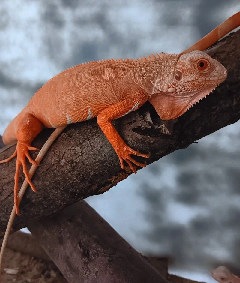 Rød Albino leguan (Iguana iguana)